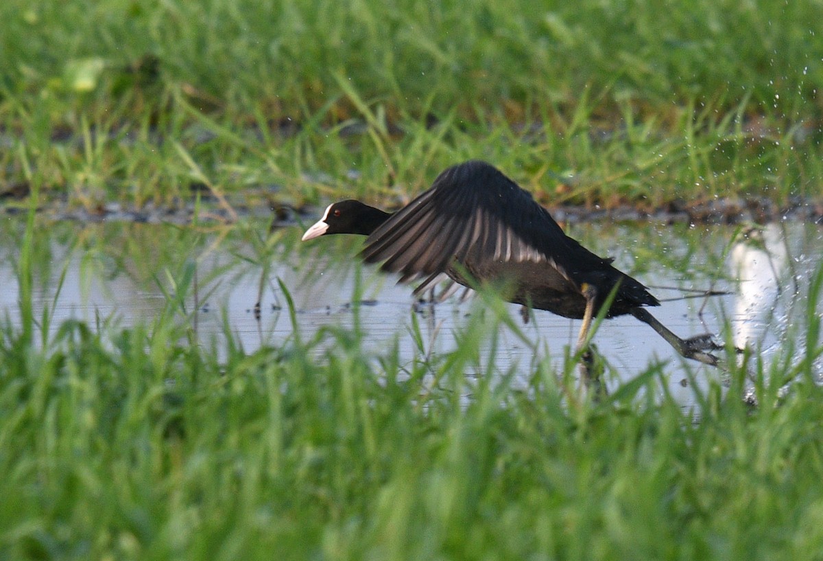 Eurasian Coot - Rofikul Islam