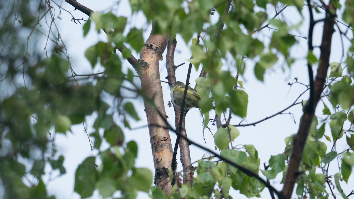 Blue-headed Vireo - ML620433201