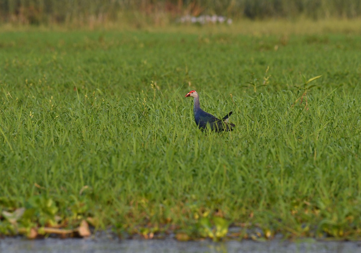 Gray-headed Swamphen - ML620433203