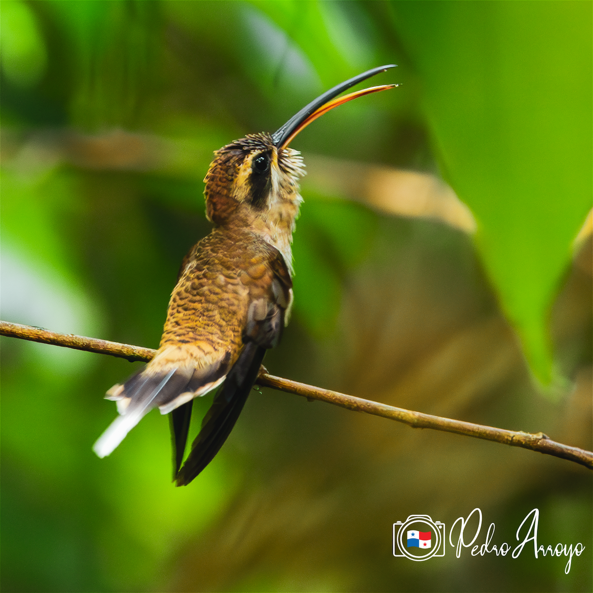 Long-billed Hermit - ML620433204