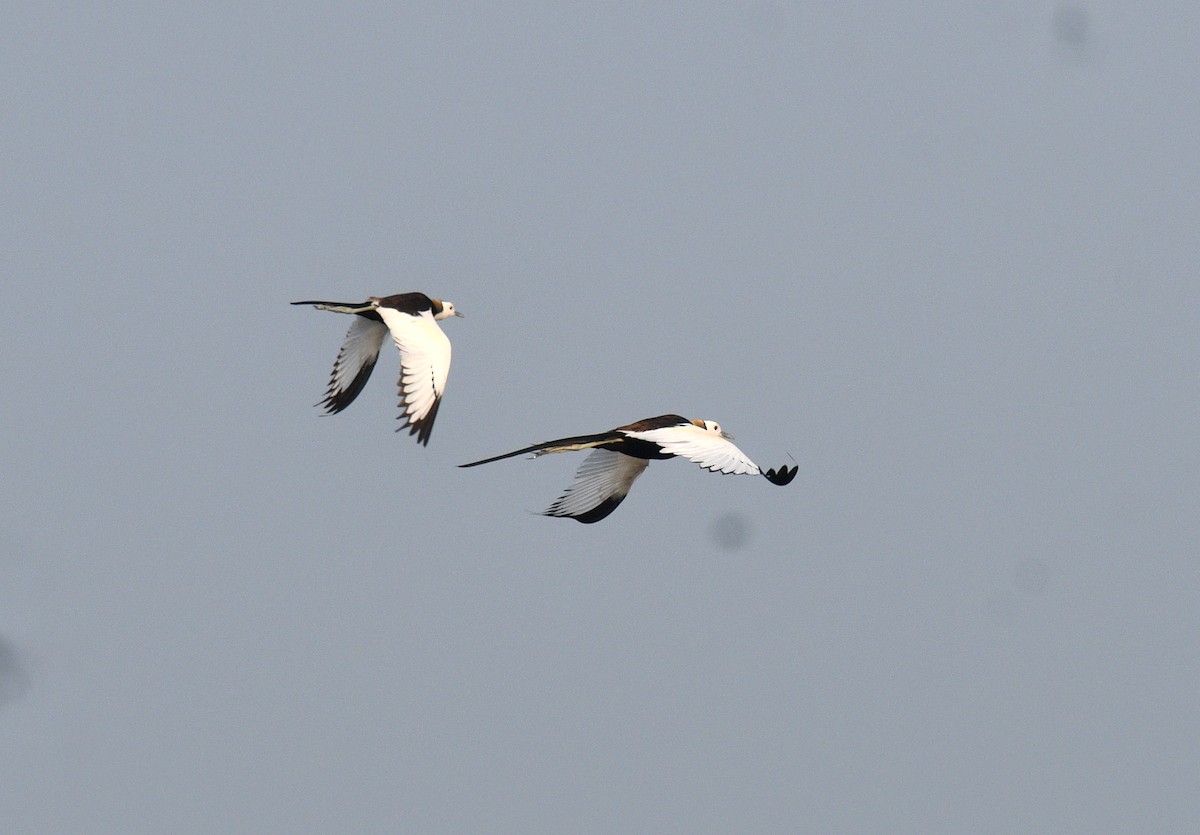 Pheasant-tailed Jacana - ML620433210