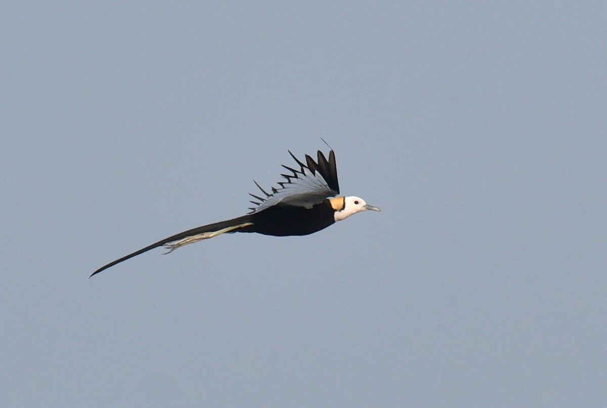 Pheasant-tailed Jacana - ML620433211