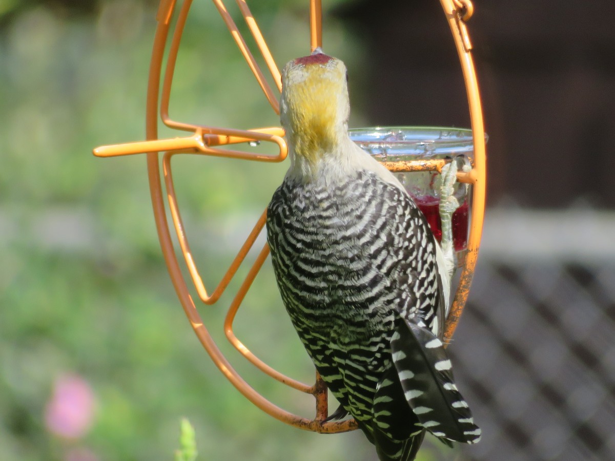 Golden-fronted Woodpecker - ML620433214