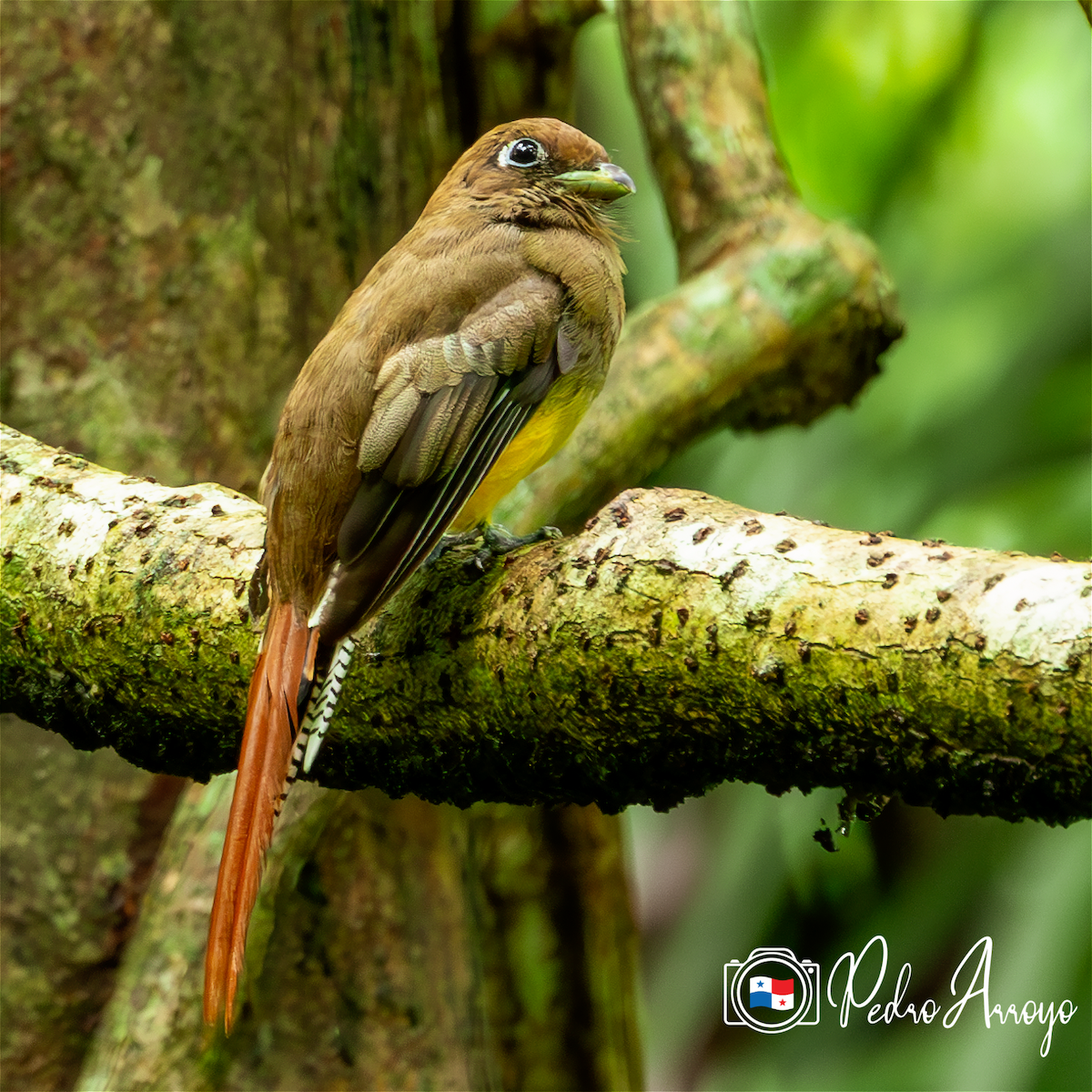 Northern Black-throated Trogon - Pedro Arroyo