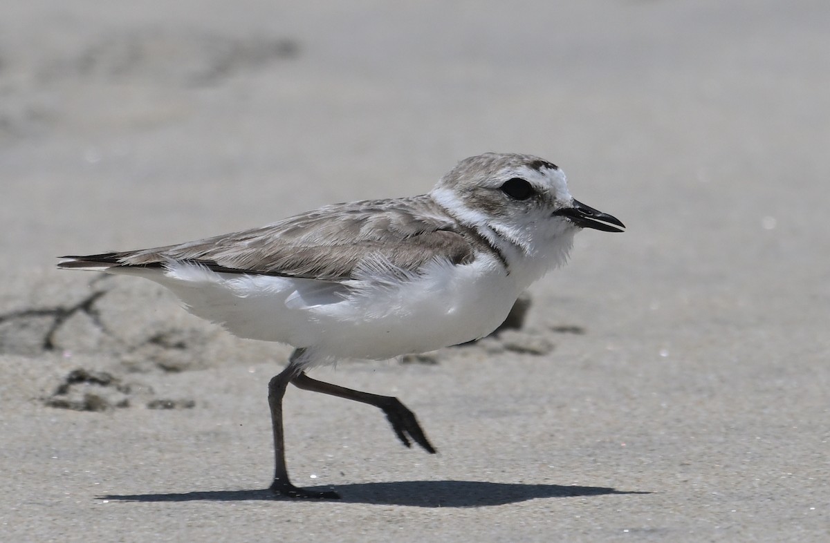 Snowy Plover - ML620433216