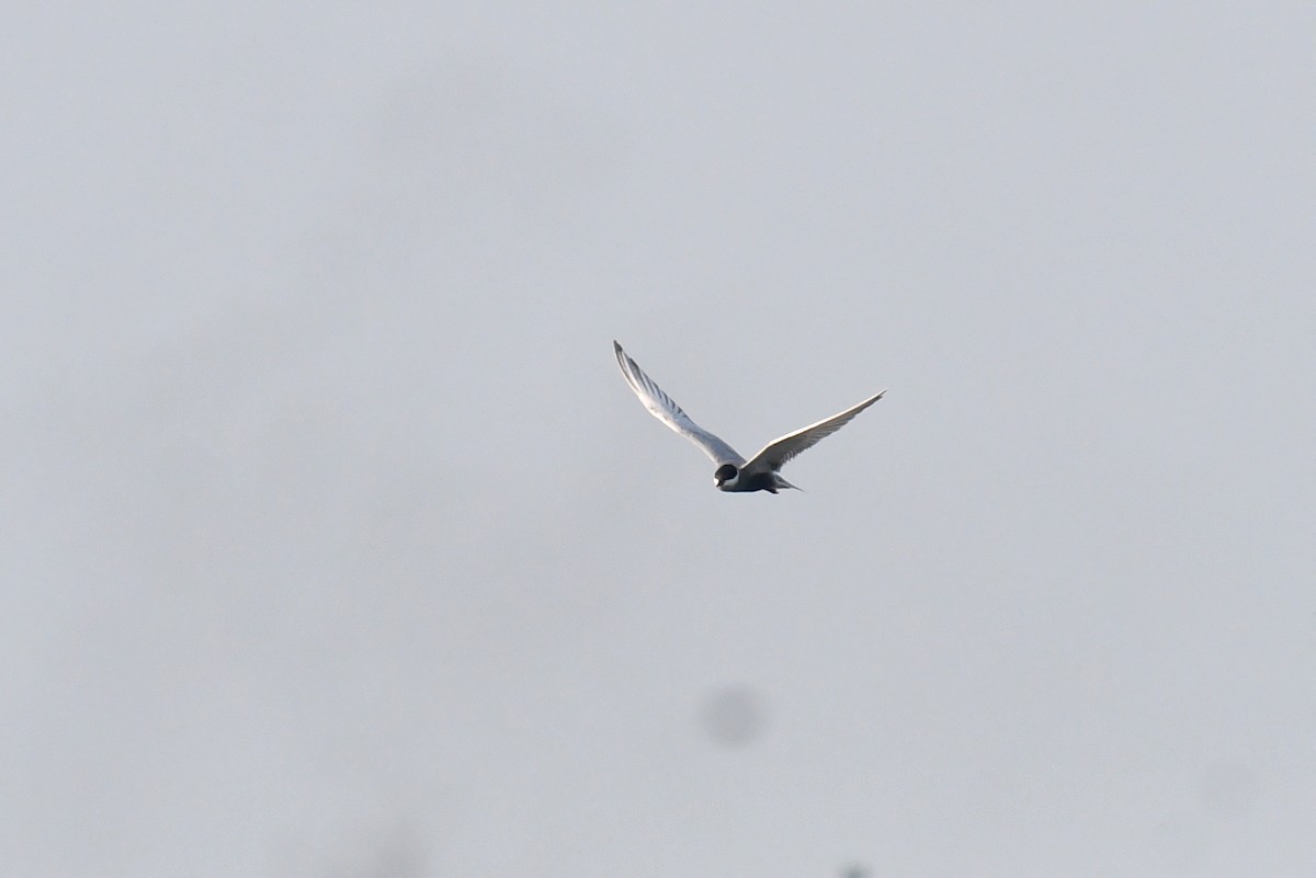 Whiskered Tern - ML620433218