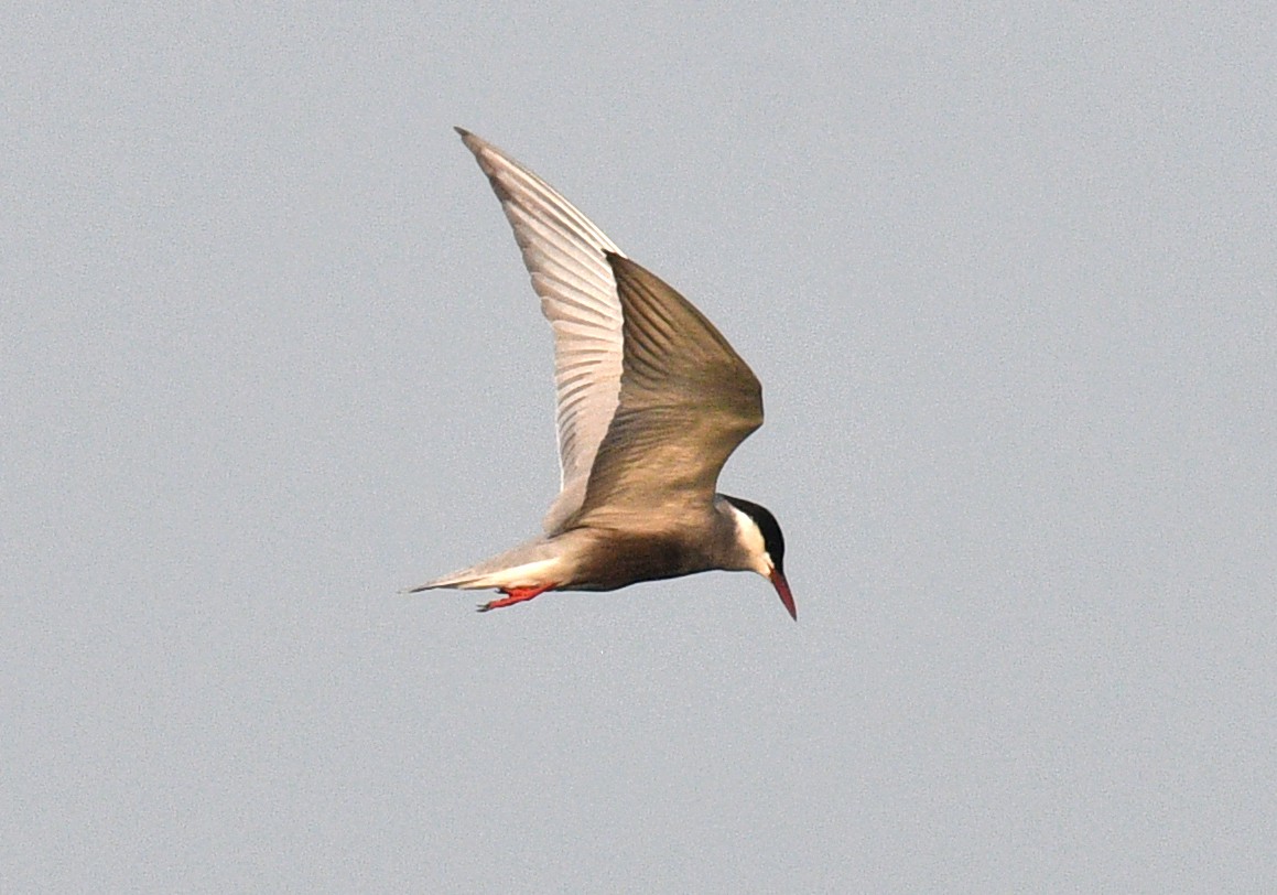 Whiskered Tern - ML620433219