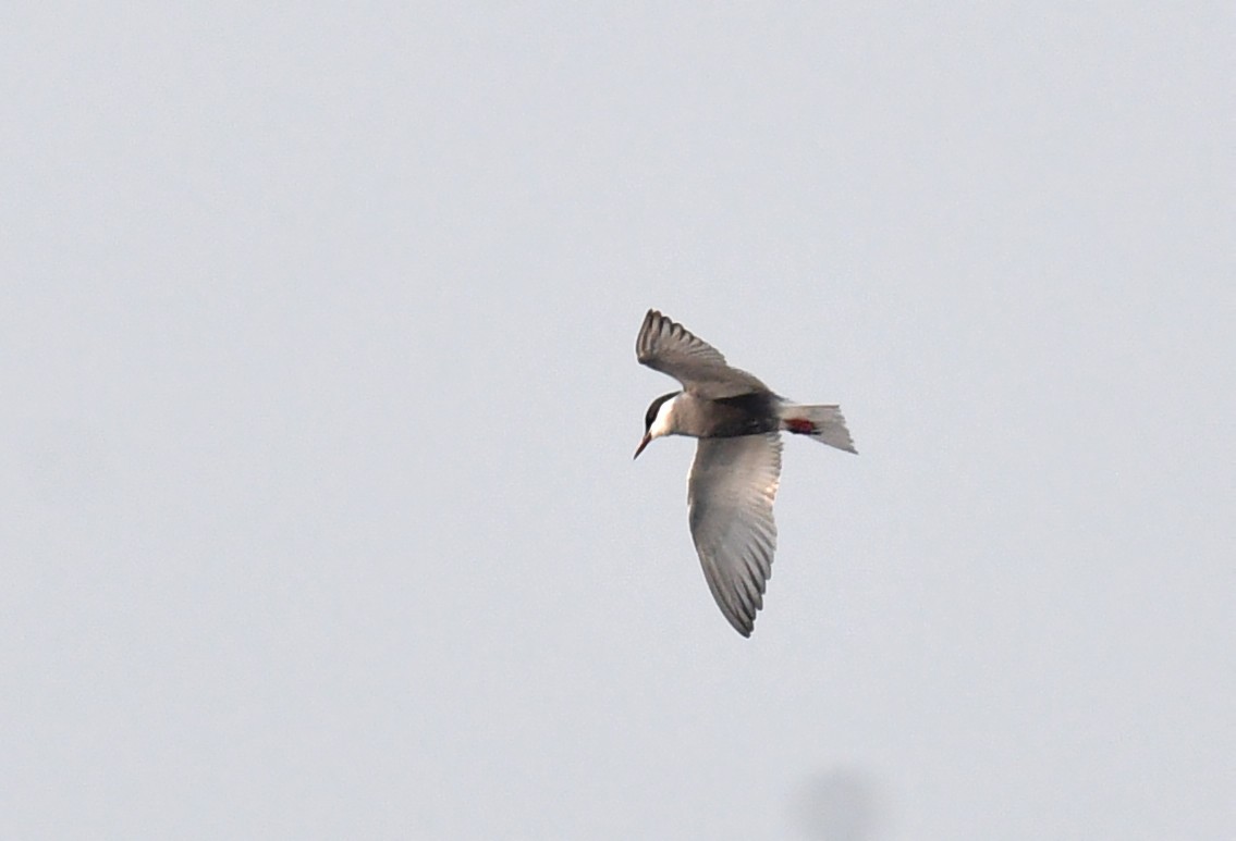 Whiskered Tern - ML620433220