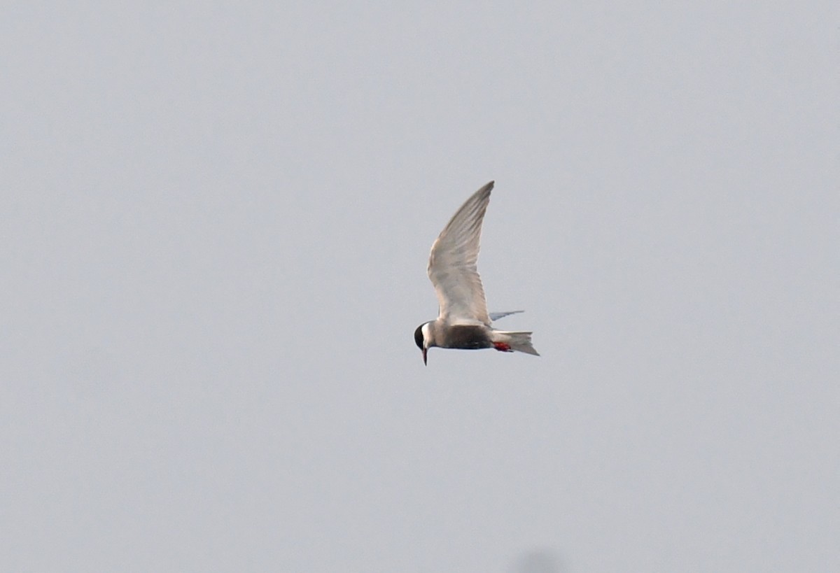 Whiskered Tern - ML620433222