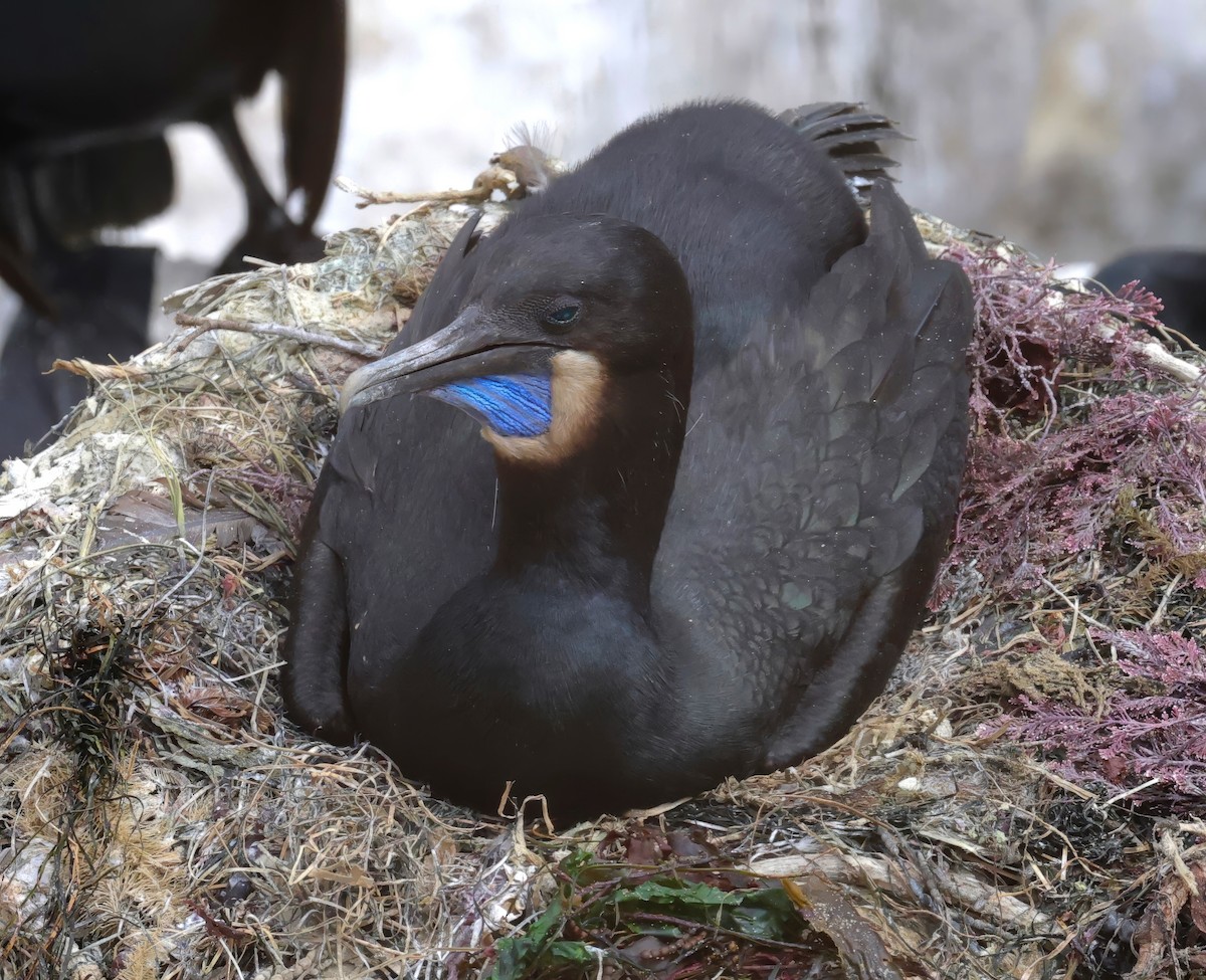 Brandt's Cormorant - ML620433224