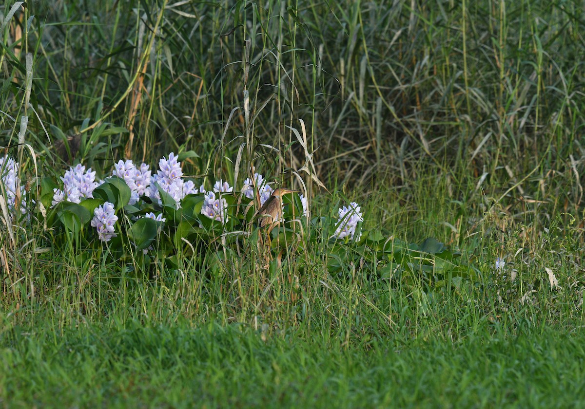 Yellow Bittern - ML620433225