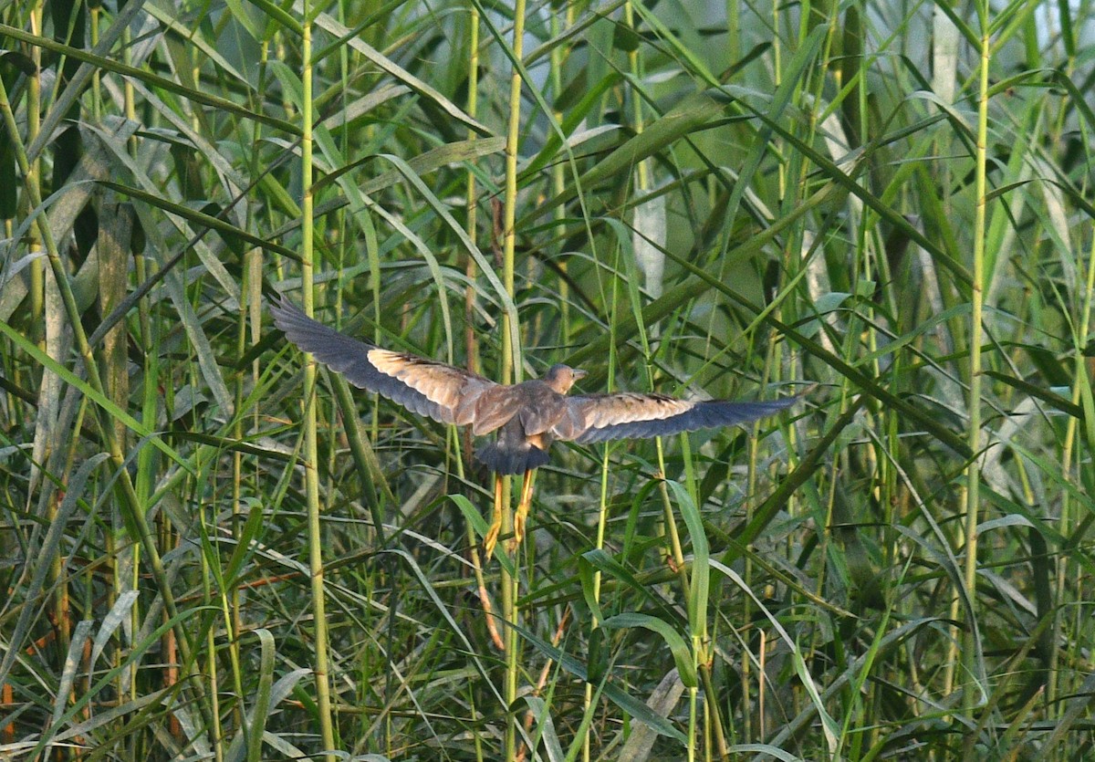 Yellow Bittern - ML620433226