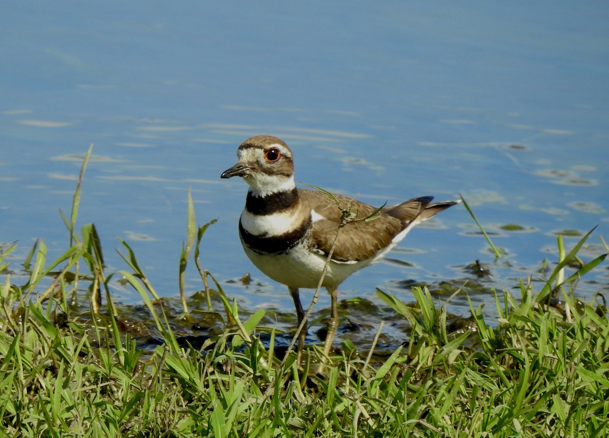 Killdeer - ML620433227