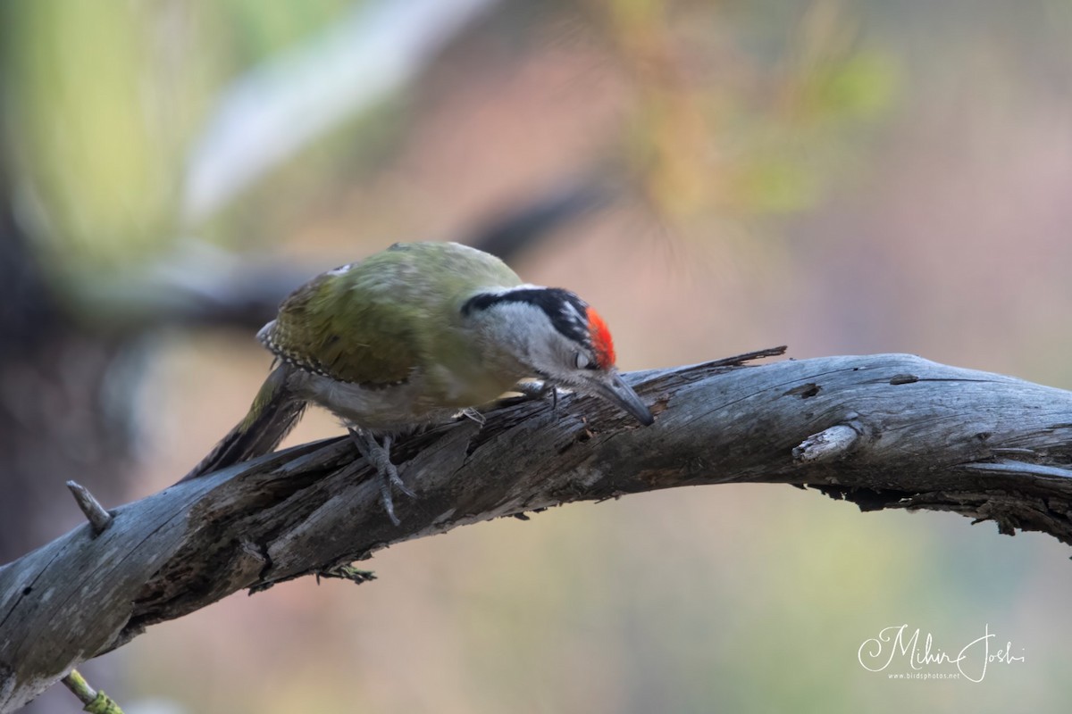 Gray-headed Woodpecker - ML620433228