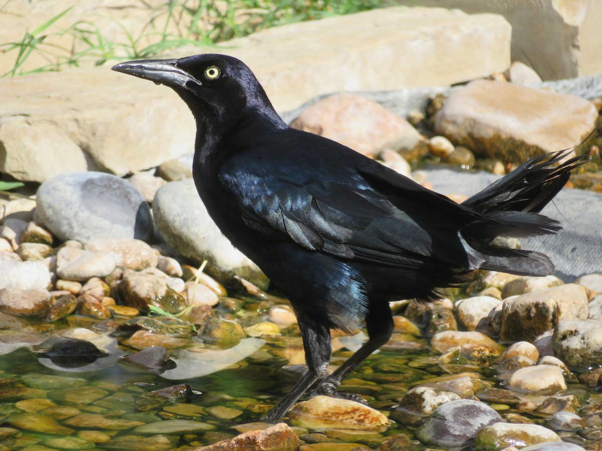 Great-tailed Grackle - ML620433232