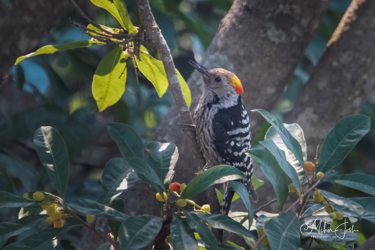 Brown-fronted Woodpecker - ML620433234