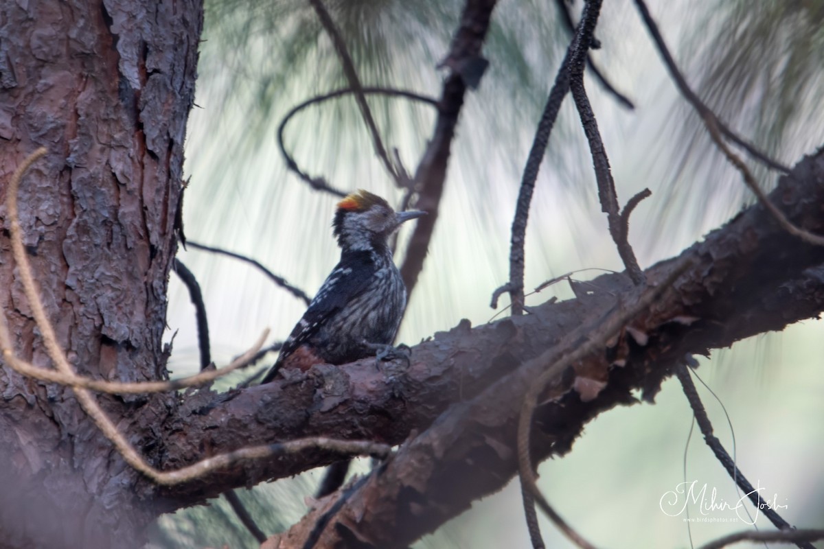 Brown-fronted Woodpecker - ML620433235