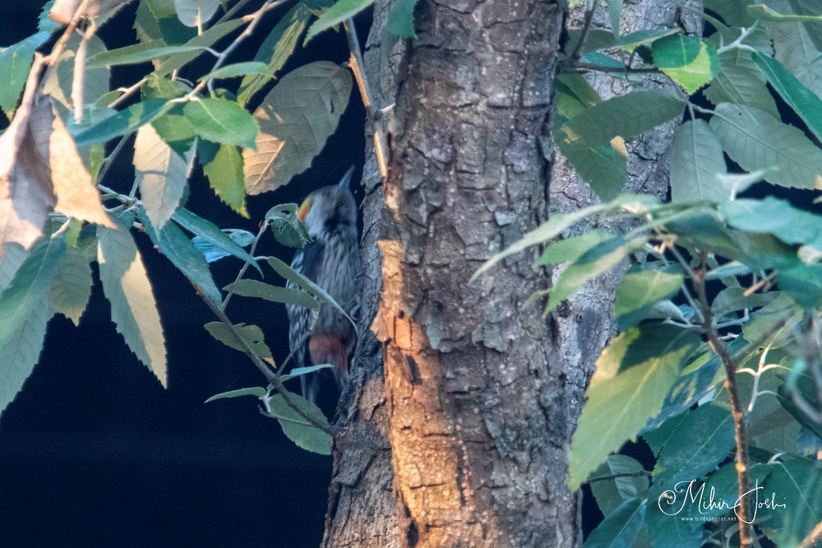 Brown-fronted Woodpecker - ML620433236