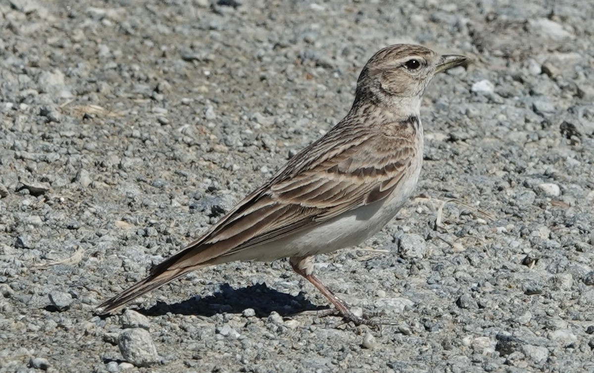 Greater Short-toed Lark - ML620433250