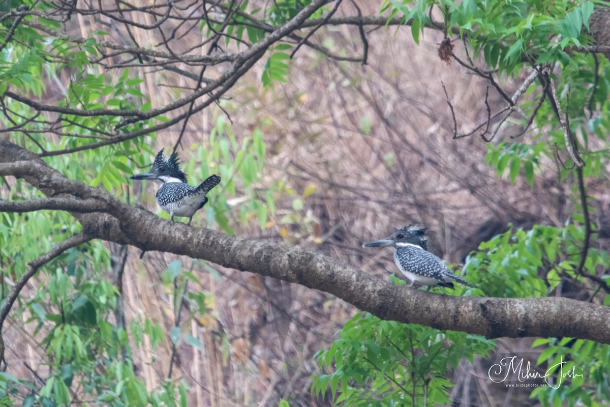 Crested Kingfisher - ML620433257