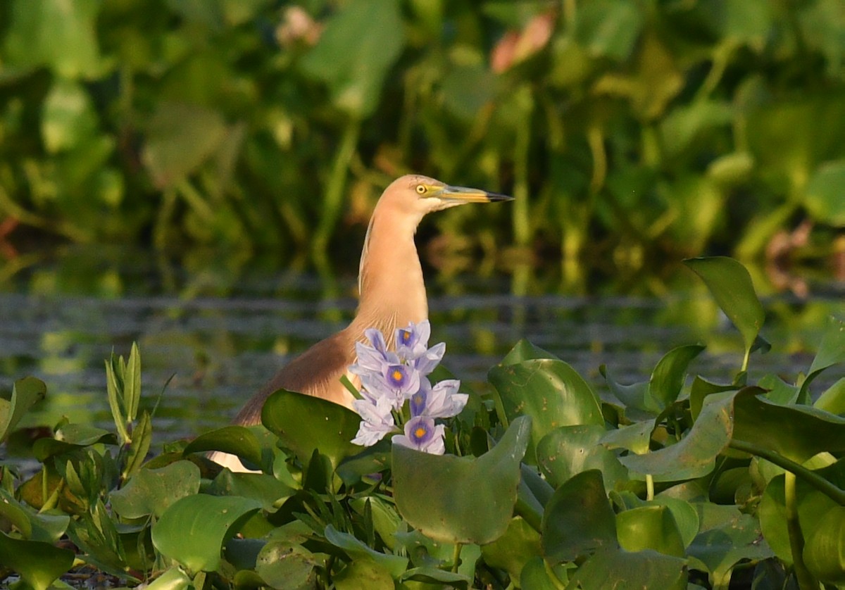 Indian Pond-Heron - ML620433259