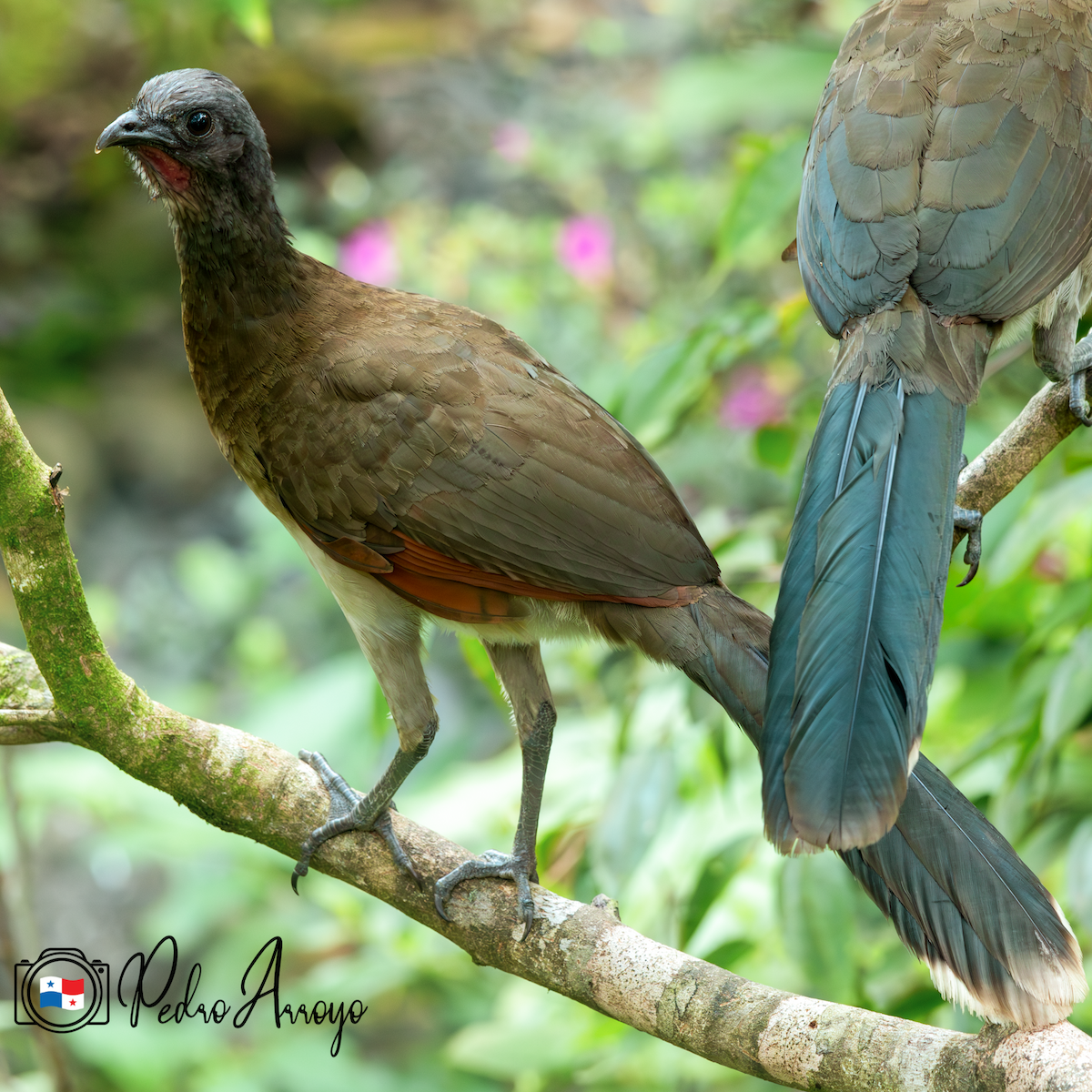 Chachalaca Cabecigrís - ML620433271