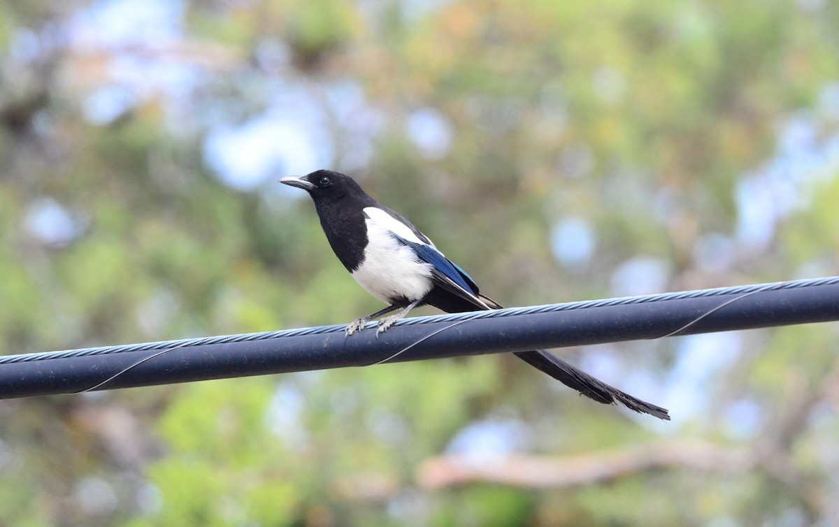 Black-billed Magpie - ML620433282