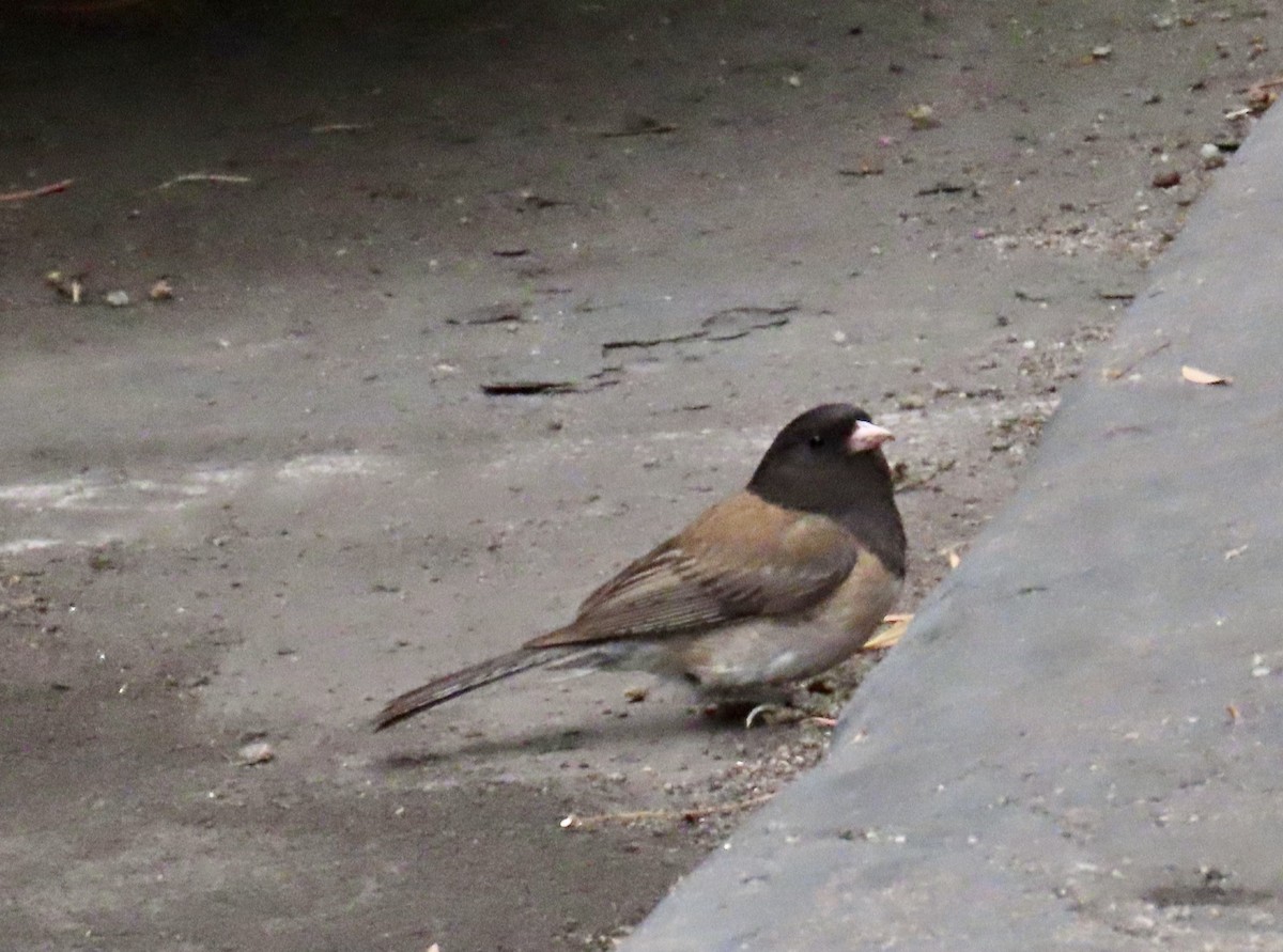 Dark-eyed Junco - Andrea Diamond