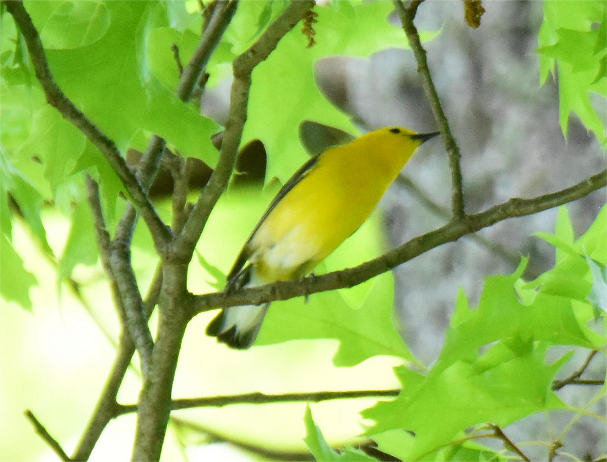Prothonotary Warbler - ML620433285