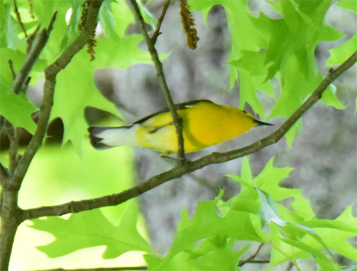 Prothonotary Warbler - ML620433286