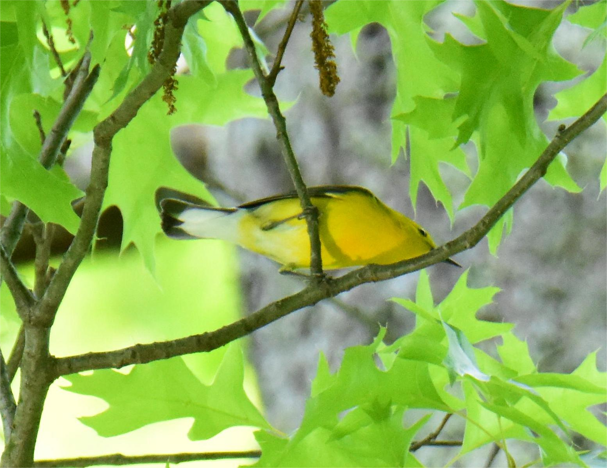 Prothonotary Warbler - ML620433287