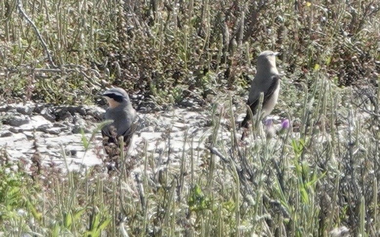 Northern Wheatear - ML620433288