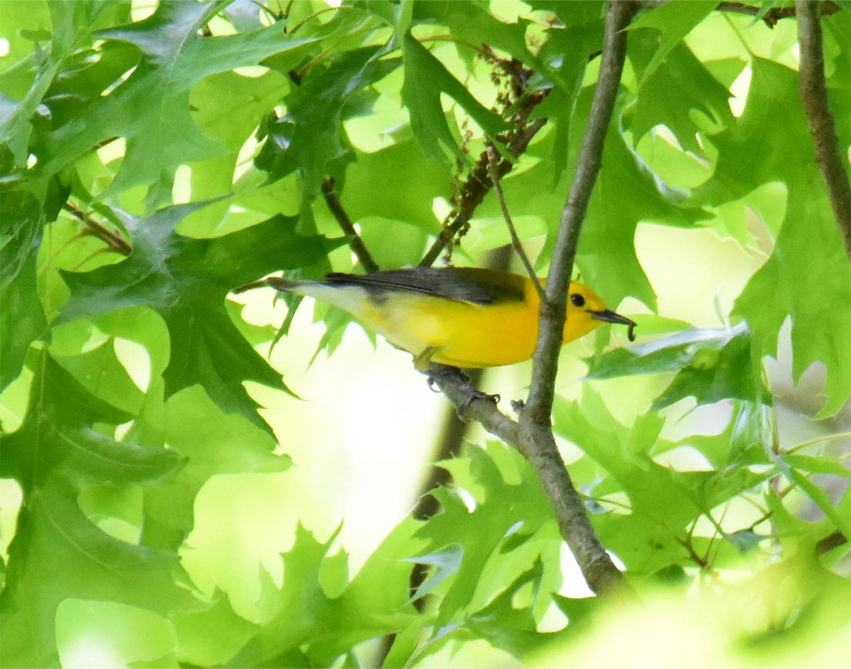 Prothonotary Warbler - ML620433289