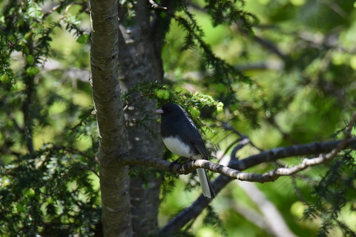 Junco ardoisé - ML620433290