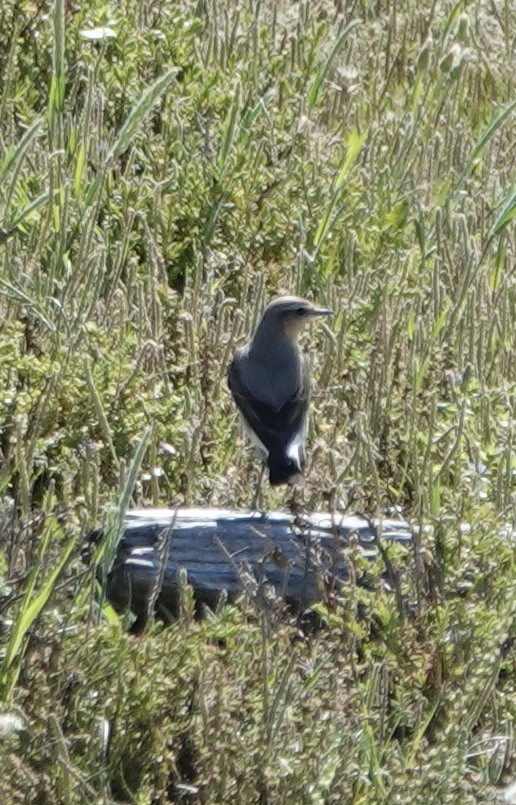 Northern Wheatear - ML620433291