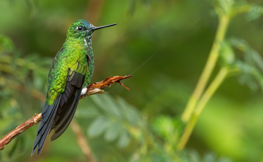 Sapphire-vented Puffleg (Sapphire-vented) - eBird