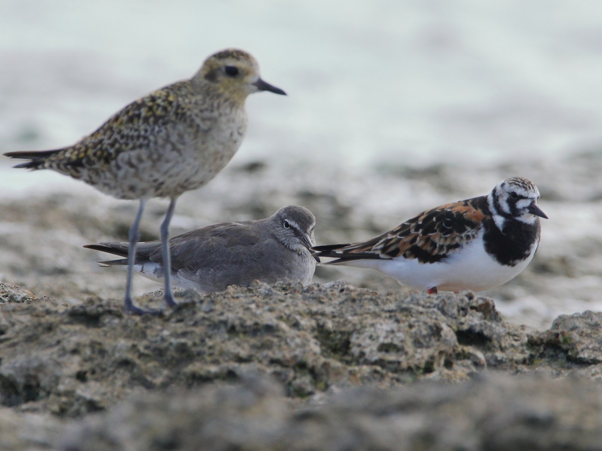 Wandering Tattler - ML620433294