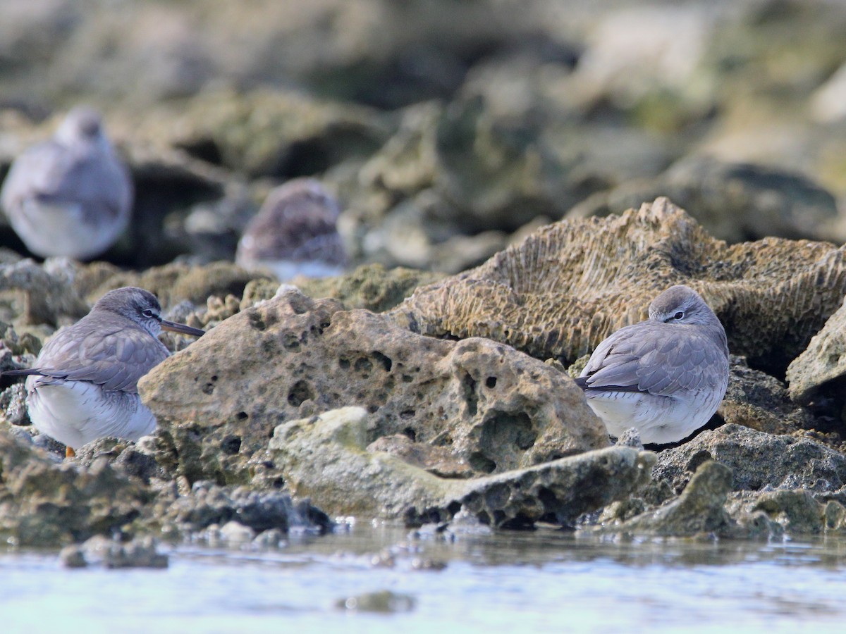 Wandering Tattler - ML620433296