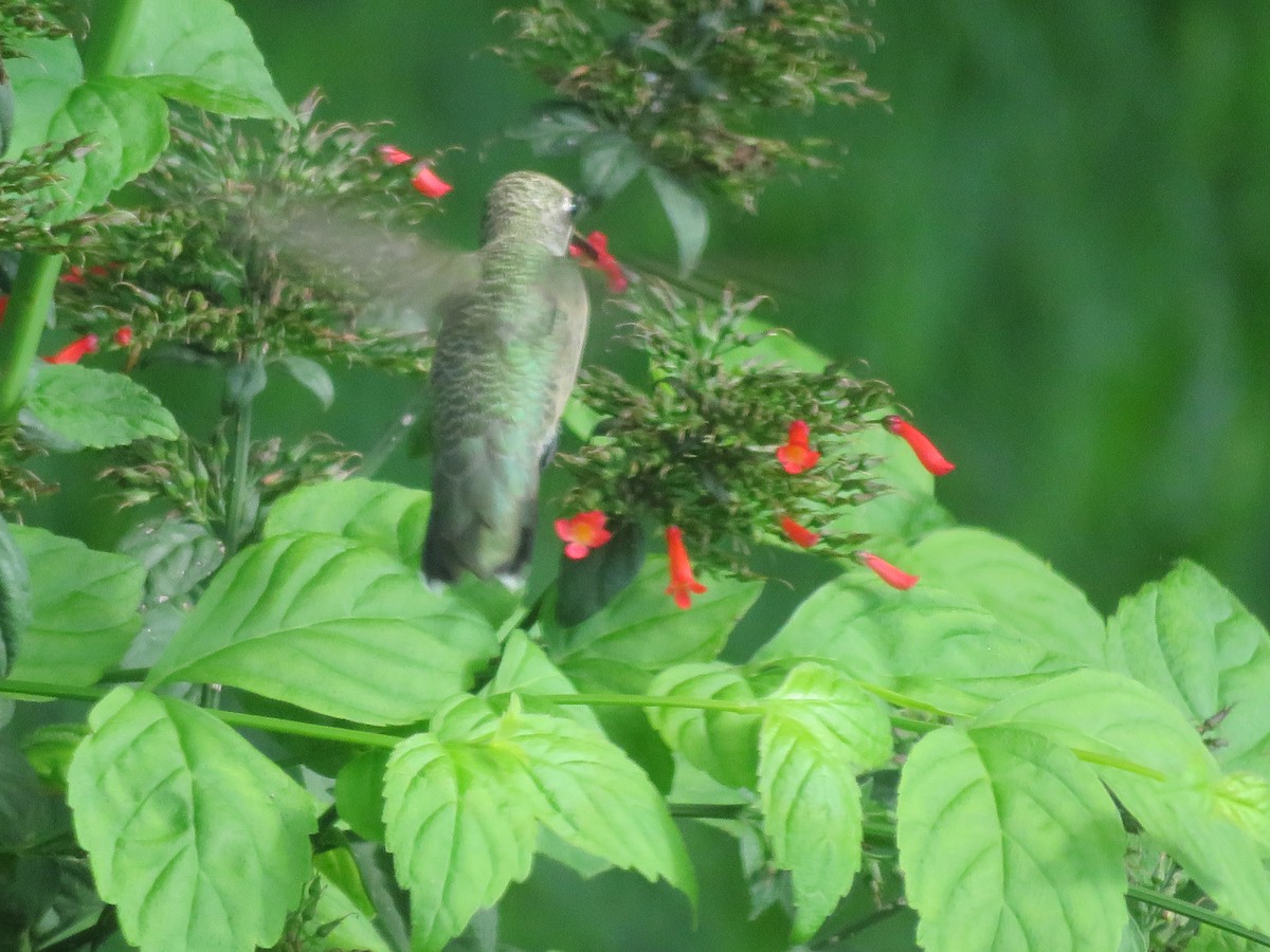 Black-chinned Hummingbird - ML620433297