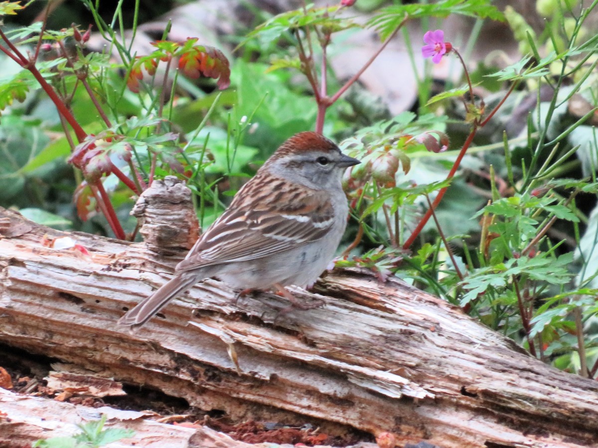 Chipping Sparrow - ML620433298