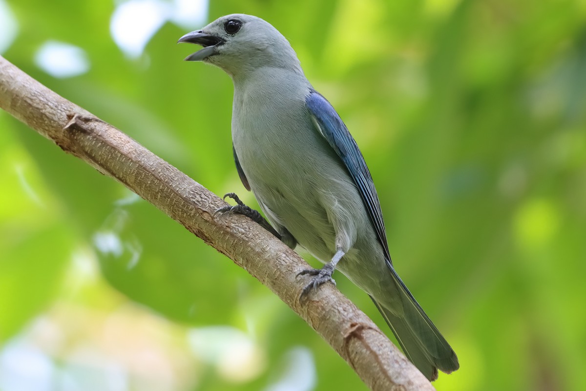 Blue-gray Tanager - ML620433299