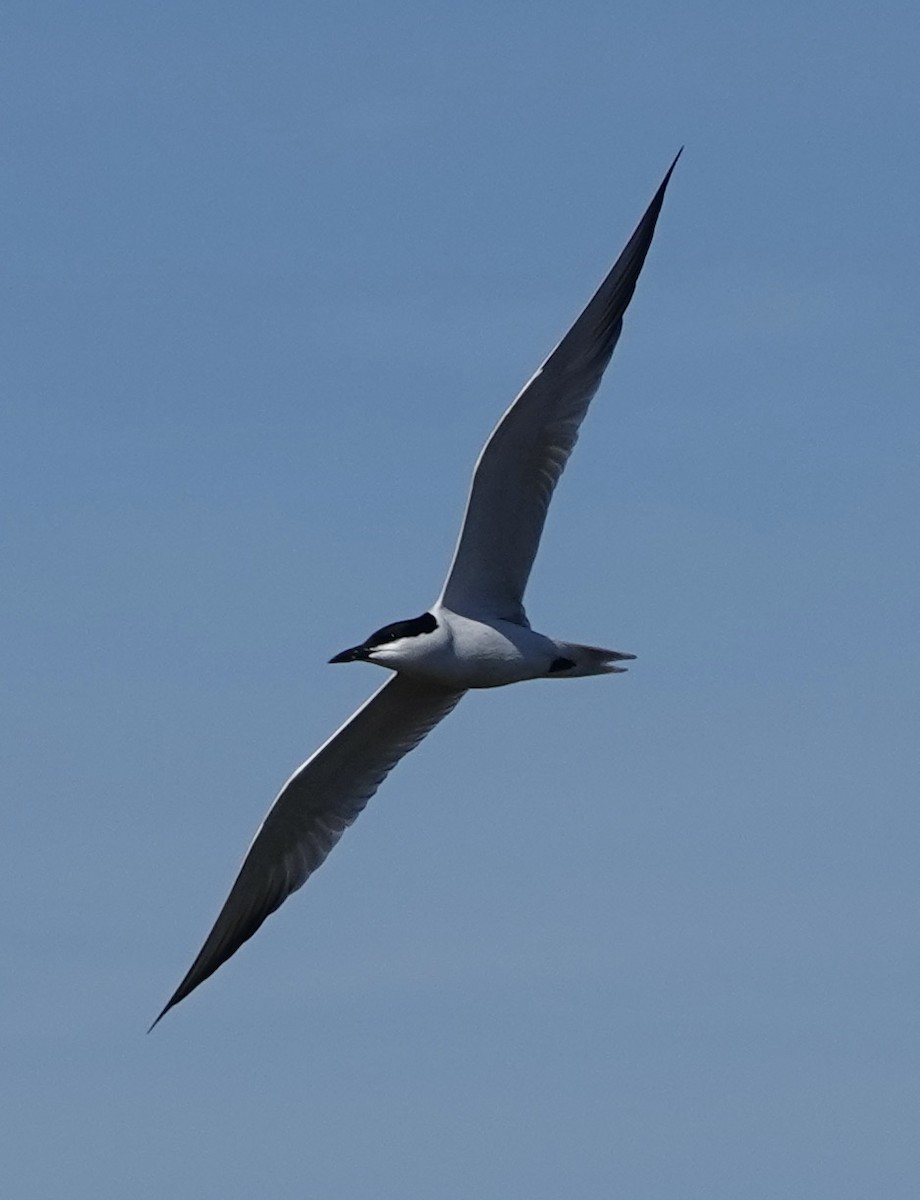 Gull-billed Tern - ML620433300