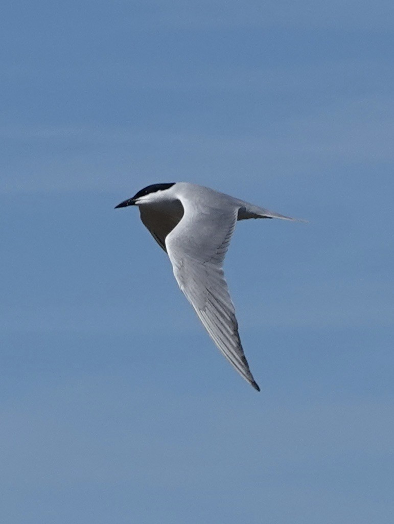 Gull-billed Tern - ML620433302
