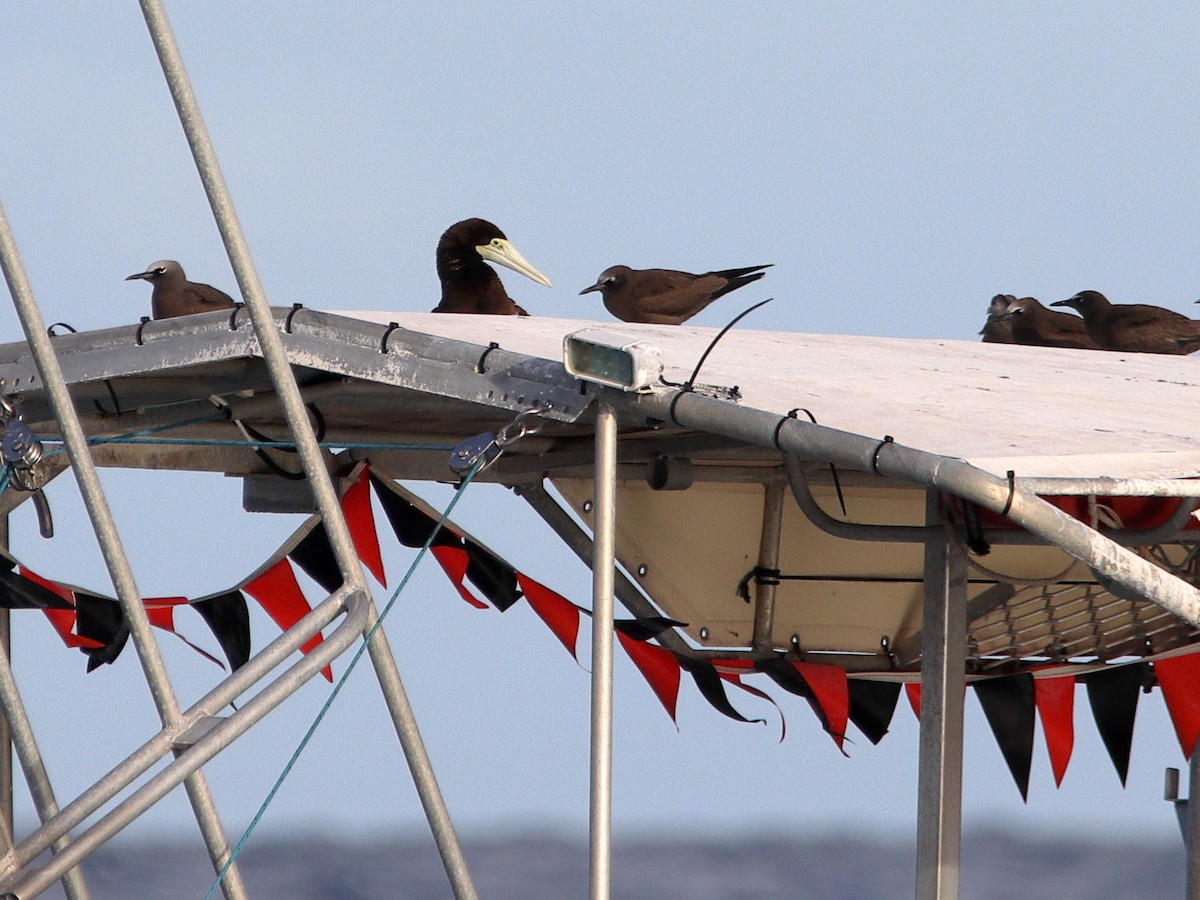 Brown Booby - ML620433303