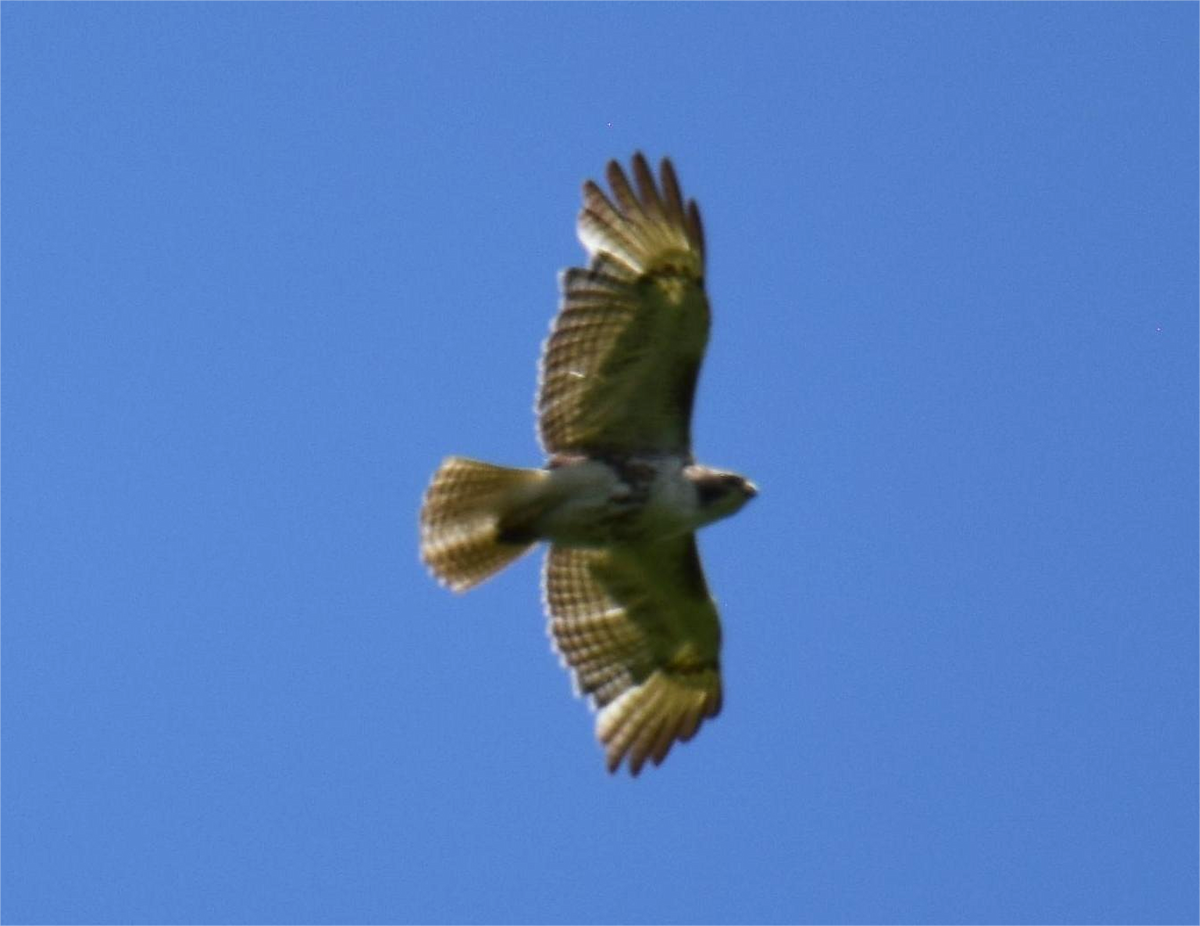 Red-tailed Hawk - ML620433314