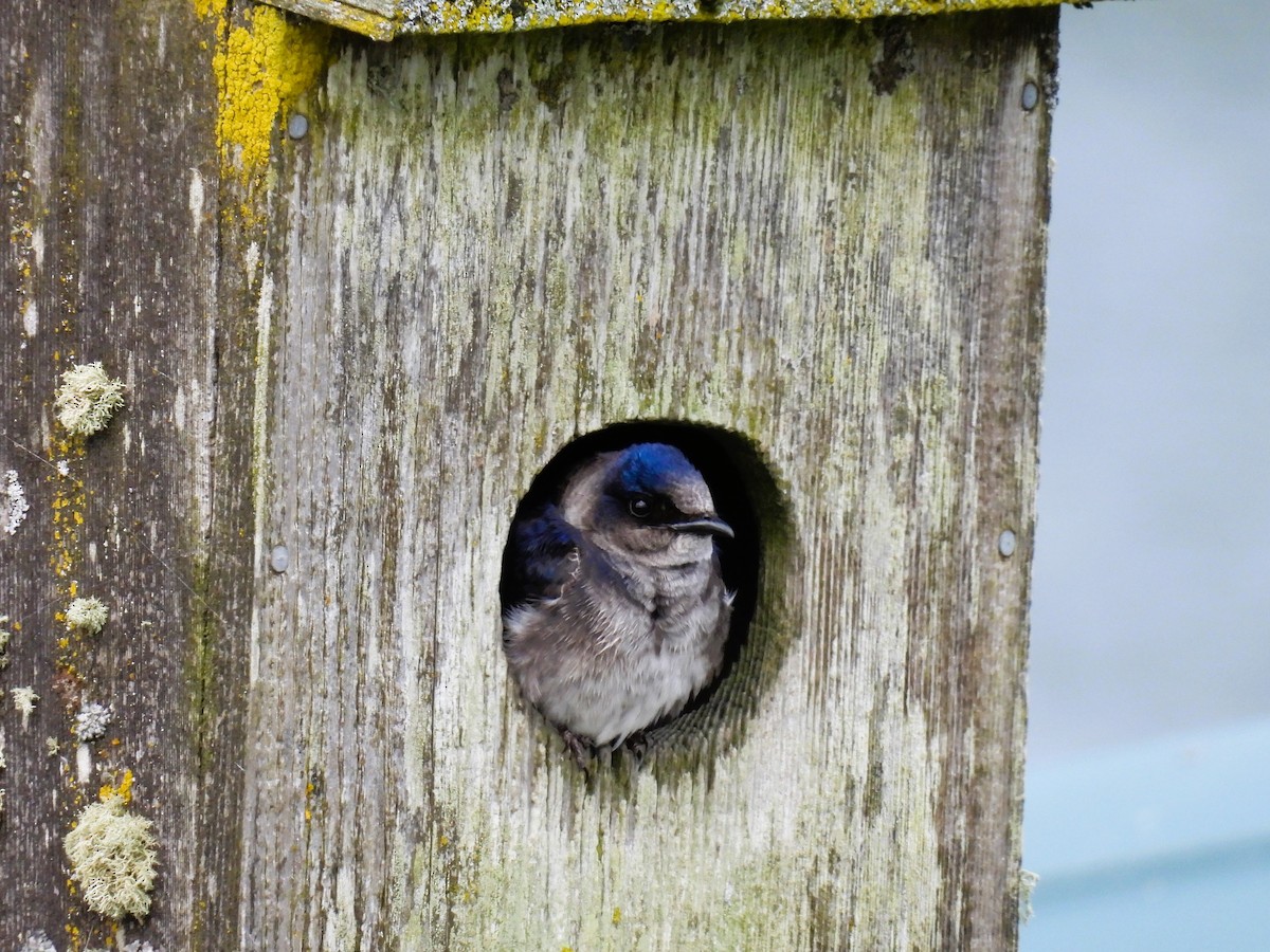 Purple Martin - ML620433319