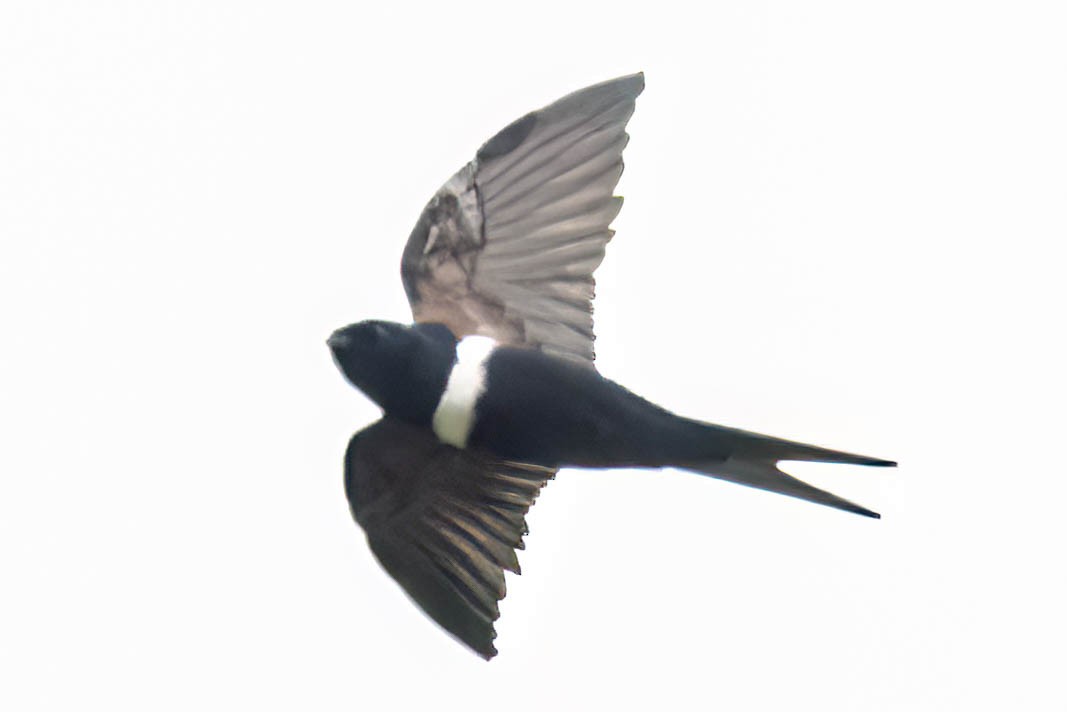 White-banded Swallow - ML620433322