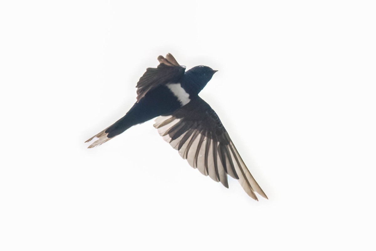 White-banded Swallow - ML620433323