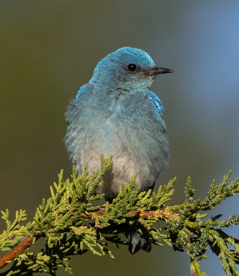 Mountain Bluebird - ML620433324