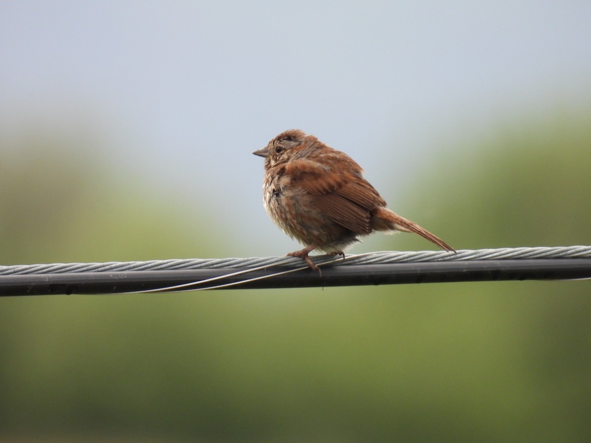 Song Sparrow - ML620433325